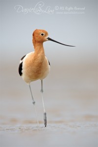 american_avocet