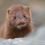 american mink