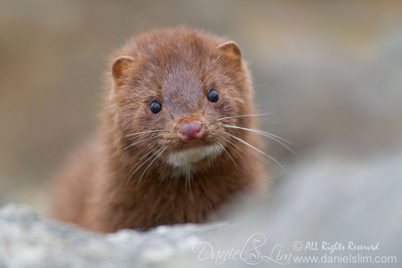 american mink