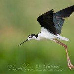 Black-necked Stilt in Flight