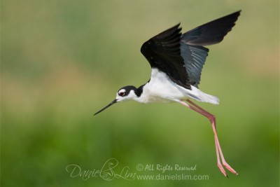 Black-necked Stilt in Flight