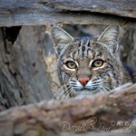 Bobcat - Hide and Seek