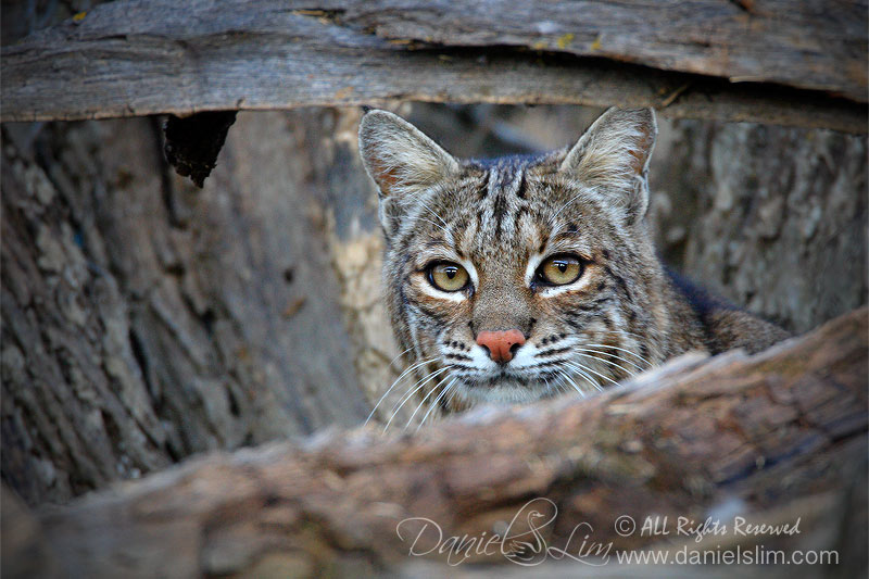 Bobcat - Hide and Seek
