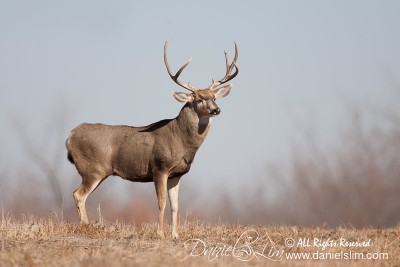 A Bull Whitetail Spots at Bosque Del Apache