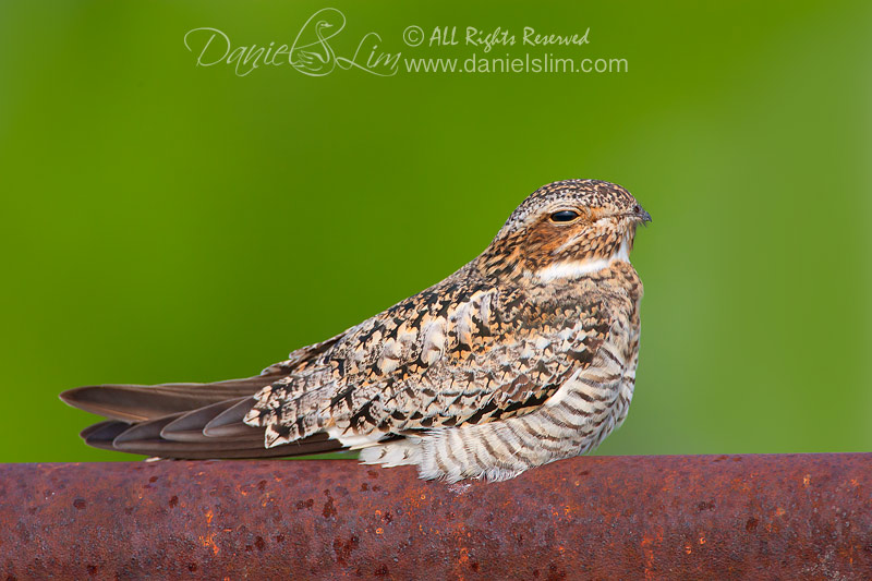 Common NightHawk rests on Rusty Fence Pole