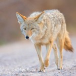 Coyote at Bosque del Apache