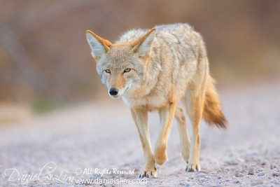 Coyote at Bosque del Apache