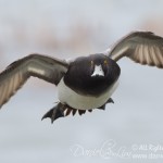 Drake Lesser Scaup in Flight - Head on