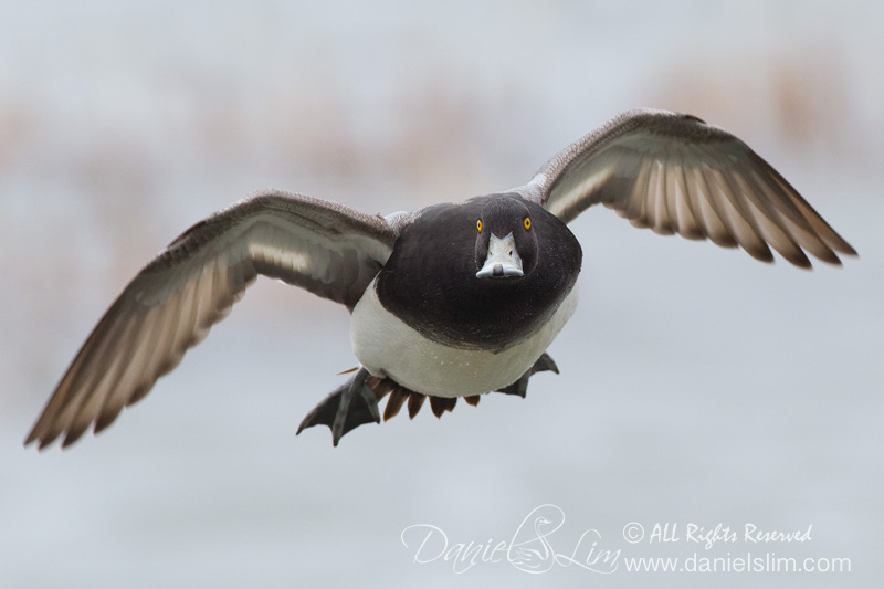 Drake Lesser Scaup in Flight - Head on