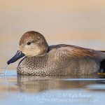 Drake Gadwall spitting out water