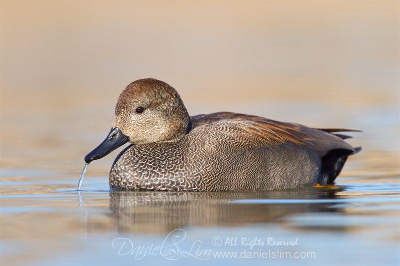 Drake Gadwall spitting out water