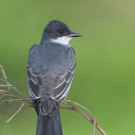 Eastern Kingbird