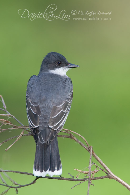 Eastern Kingbird