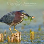 green_heron_prey_fish