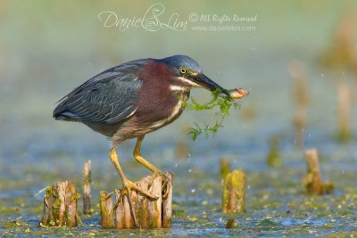 green_heron_prey_fish