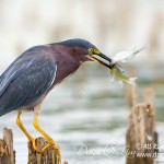 Green Heron Spears Two Fishes