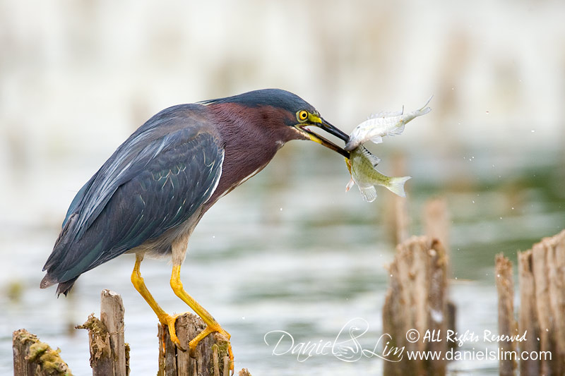 Green Heron Spears Two Fishes