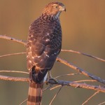 Juvenile Cooper's Hawk in Morning Light