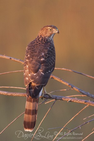 Juvenile Cooper's Hawk in Morning Light