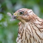 Juvenile Cooper's Hawk with Prey