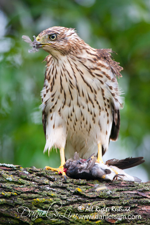 Juvenile Cooper's Hawk with Prey