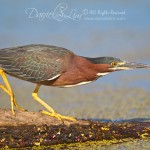 Juvenile Green Heron Stalking