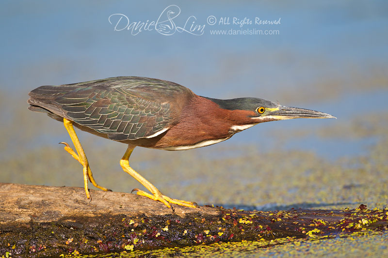 Juvenile Green Heron Stalking