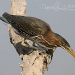 Juvenile Green Heron Caught a Fish