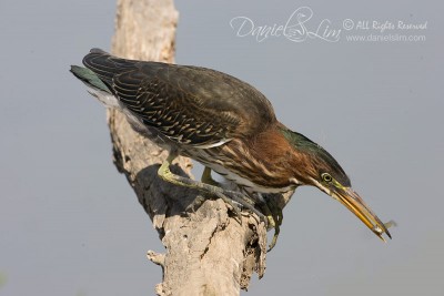 Juvenile Green Heron Caught a Fish