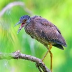 Juvenile Yellow-crowned Night Heron walks on a perch with opened bill 