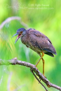 Juvenile Yellow-crowned Night Heron walks on a perch with opened bill 