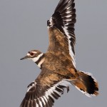 Killdeer in Flight