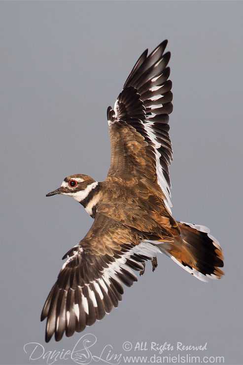 Killdeer in Flight