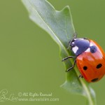 A Ladybug