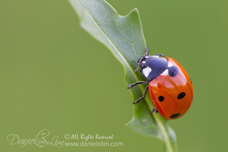 A Ladybug