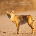 Coyote in late evening light