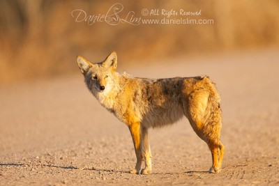 Coyote in late evening light