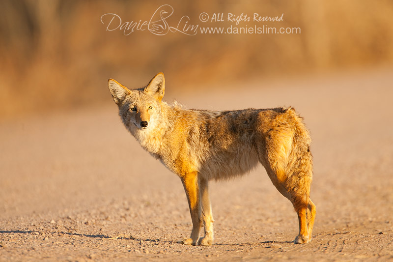 Coyote in late evening light