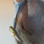 Little Blue Heron Spears a Fish
