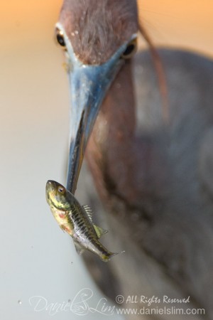 Little Blue Heron Spears a Fish