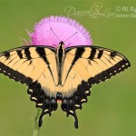 Male Eastern Tiger Swallowtail from top view (Papilio glaucus)