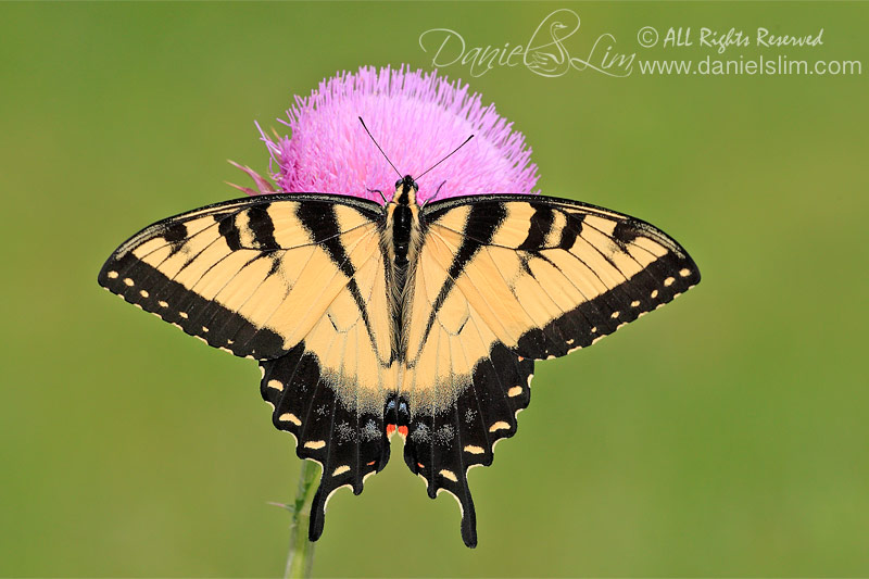 Male Eastern Tiger Swallowtail from top view (Papilio glaucus)