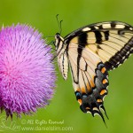 Male Eastern Tiger Swallowtail from side view (Papilio glaucus)