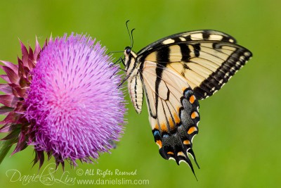 Male Eastern Tiger Swallowtail from side view (Papilio glaucus)