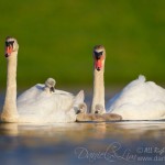 Mute Swan Family - Cygnet piggyback ride