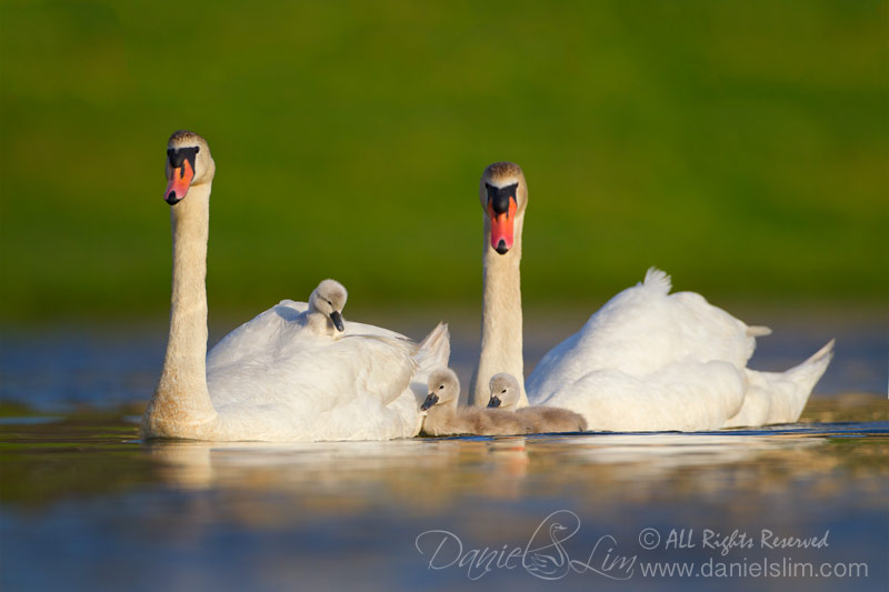 Mute Swan Family - Cygnet piggyback ride