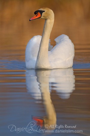 Mute Swan reflection