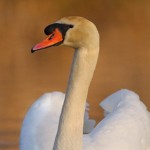 Mute Swan reflection