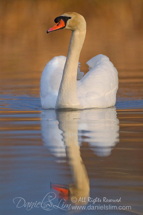 Mute Swan reflection