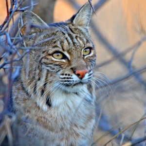 Portrait of a Bobcat